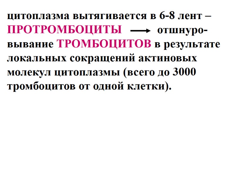 цитоплазма вытягивается в 6-8 лент –  ПРОТРОМБОЦИТЫ      